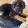 German shepherd puppies two boys one girl needing a loving forever home