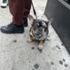 male frenchie STUD ONLY $600