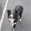 AKC Border Collie - 1 Year Old Neutered Male