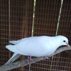 White Doves which make excellent pets or great aviary birds