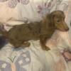 Miniature Dachshund Puppy