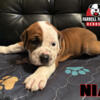 Olde English Bulldogge Puppies  - IOEBA Registered  -ONLY 2 LEFT ( ONE GIRL & ONE BOY )