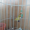 Bourke parakeet and yellow back gouldians pair