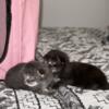 2  Pure Bred Maine Coon Kittens 