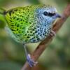 WANTED A SPOTTED TANAGER