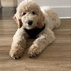 REHOMING STANDARD F1B ENGLISH CREAM GOLDENDOODLE