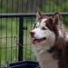Trained Yearling Male Siberian Husky