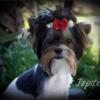 AKC Male Yorkie Yorkshire terrier carries parti and chocolate  STUD SERVICE ONLY