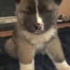 American Akitas, New Litter, Ready Now, Full Blooded, Affordable
