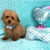 Toy poodles puppy males