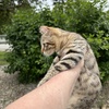 Highland Lynx Male Kitten in Montana - Curled ears, polydactyl , short tail