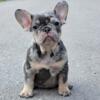 $2,400 Alona Female Blue Merle - beautiful French Bulldog puppy for sale.