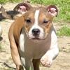 American Bully pups available