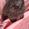 Chocolate Toy poodle Female
