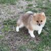 Adorable Pomeranian puppy