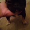 Visual Fluffy french bulldog 8 month old male