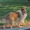 AKC Rough Coat Collie male standing to breeding service