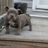 Exotic Bully Female Pup