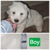 Great Pyrenees born on Valentine's 10 pups