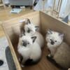 9 week old ragdoll kittens (ALL KITTENS HAVE FOUND A HOME NOW)