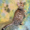 Gorgeous Silver Female & Male Rosetted w/Glittered Pelt Bengal Kittens!
