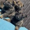 AKC Health Tested German Shepherd Pups