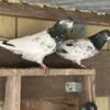 Pakistani Highflyer Pigeons