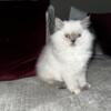 Two Persian Kittens for sale 3 months old White and gray