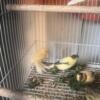 Canaries for sale in New Jersey