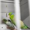 Parrotlet pairs only 200
