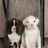 Akc Boxer puppies for sale