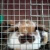 Holland Lop Babies With Pedigree