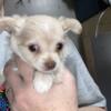 Chihuahua Puppy Female Long Haired
