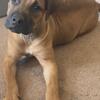 Male African boerboel puppy 4 month old