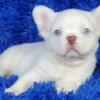$4,400 Fluffy White Zott - beautiful French Bulldog puppy for sale.