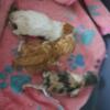 Cfa persian kittens born 4/27