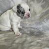 French Bulldogs in Ohio price cut