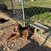 Bloodhound Puppies-AKC