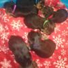 Yorkshire Terrier puppies ready May 23rd