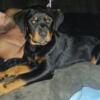 German Rottweiler Puppies! UPDATE ONE FEMALE AVAILABLE