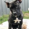 Health tested duel registered female Presa canario pup