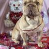 STUD Producing Rojo Big Rope, Coco, Cream and Fluffy Frenchie