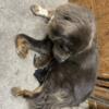 Puppies for sale Tibetan Mastiff