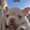 French Bulldog fluffy carrier puppies