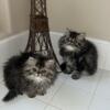 Persian Kittens ready for their homes