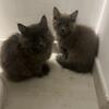 Maine Coon Kitty's Two