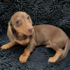 AKC, Chocolate-and-tan mini dachshund male puppy