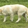 Charlotte, MI -  Jaime, AKC Golden Retriever Female dog