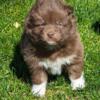 Cute Pomsky puppies for sale