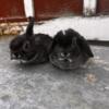 Holland lop babies for sale